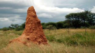 Termitstack i naturen