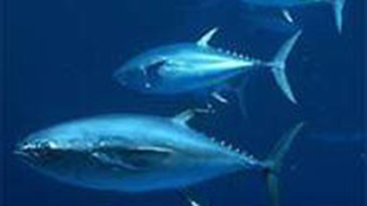 Två blåfenade tonfiskar i Atlanten