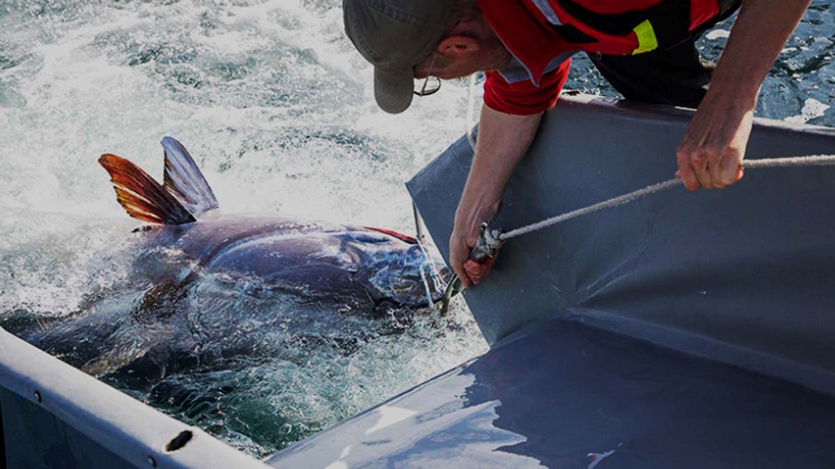 Forskare och en tonfisk vid en båts akter