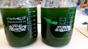 Två laboratorieflaskor fyllda med en grön vätska