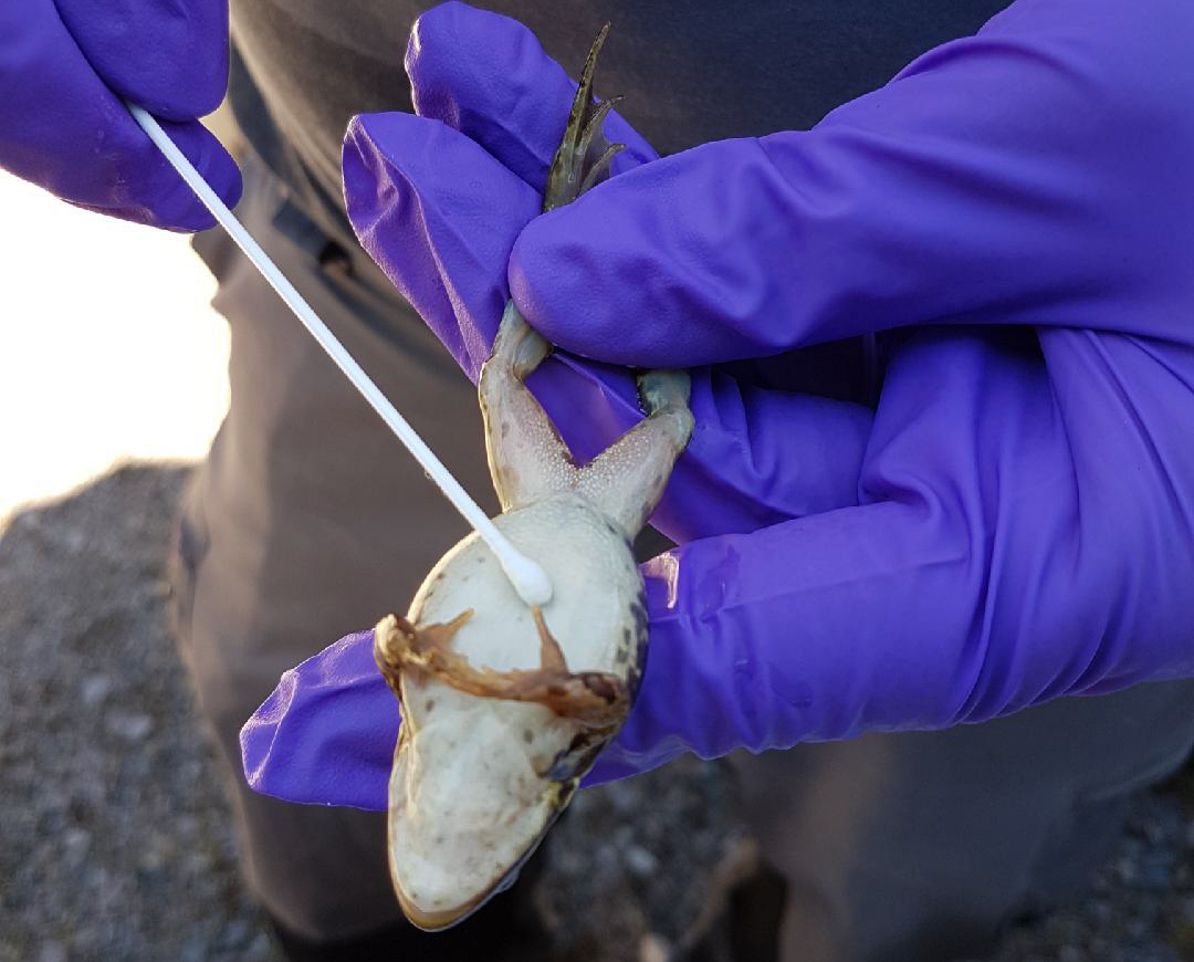 Forskare med plasthandskar håller i en groda för att kunna ta en prov med tops från grodans mage.