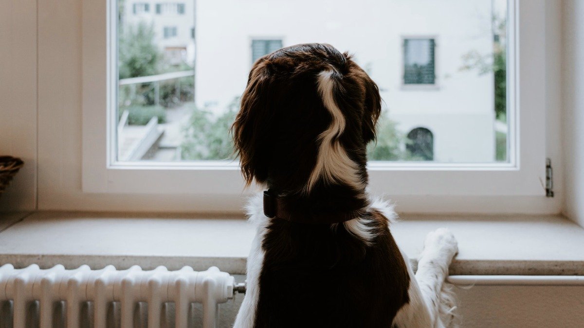 Hund som står vid fönster och tittar ut