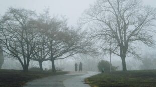 Två personer går bredvid varandra, på avstånd, dimma och höga träd