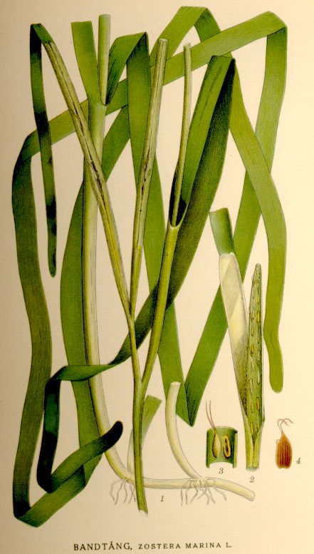 Bandtång (Zostera marina) (äldre benämning ålgräs) är en av våra största "enalider", växande på havsbottnen invid stränderna likt högväxta gräsbestånd med bandlika blad av en halv till nära en meters längd. Källa: Wikipedia