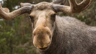 Älg tittar in i kameran, skog i bakgrund