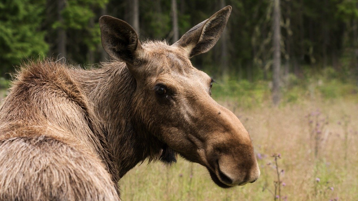 En älg på äng, älgen vänder sig mot fotografen, närbild