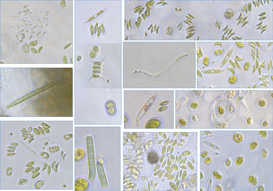 Alger som växer på avloppsvatten. Foto: MicroBioRefine