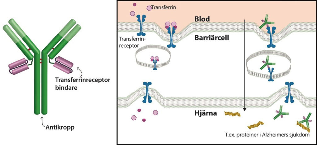 För att behandla sjukdomar i hjärnan måste antikropparna först ta sig förbi den hindrande blod-hjärnbarriären.