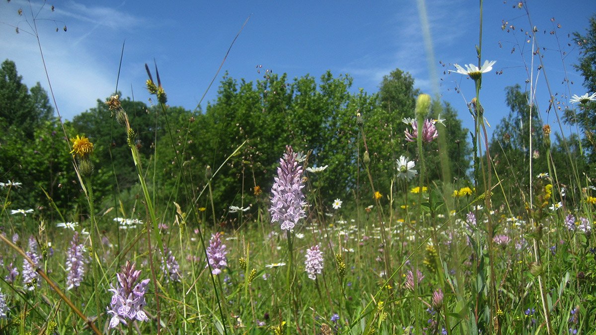 Äng med bland annat orkidén Jungfru Marie nycklar, sommarfibbla,