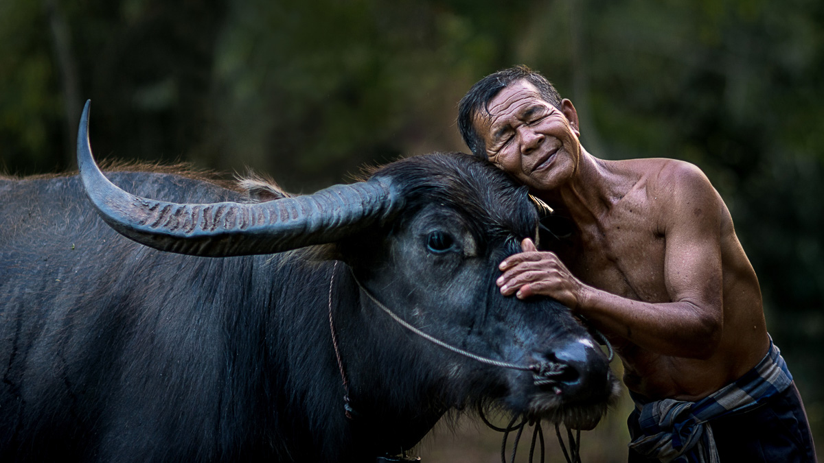 Miljöbild från sydostasien med en glad bonde som kramar om sin buffalo.