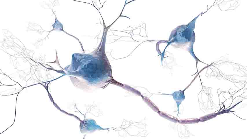 nervceller