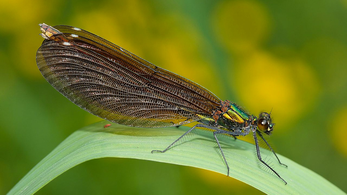 Hona av blå jungfruslända, Colapteryx Virgo. Bild: Wikipedia