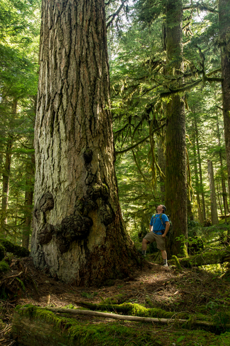 Douglasgranen är världens näst mest högvuxna barrträd, efter redwood och kan i Nordamerika bli 100 meter hög och fem meter i diameter, men i Europa blir den oftast 20–30 meter, ibland uppemot 50 meter. 