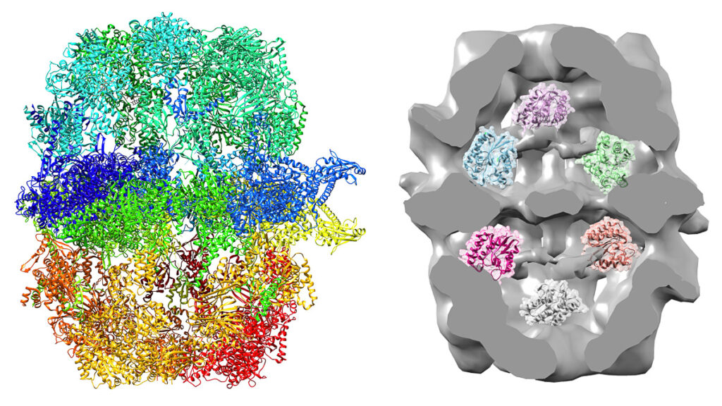 Strukturen hos enzymet fettsyrasyntas (till vänster), och den modifierade varianten med främmande enzym i fettsyrassyntasets kammare (till höger).