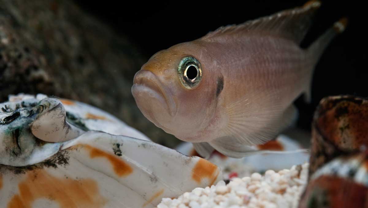 Ciklider (Cichlidae) är en familj tropiska abborrartade fiskar som är mycket vanliga akvariefiskar