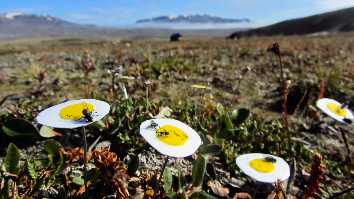 Klibbiga blomattrapper användes för att fånga insekter som pollinerar fjällsippor. Flugorna på bilden visade sig vara nyckelpollinatörer i Arktis. Foto: Malin Ek