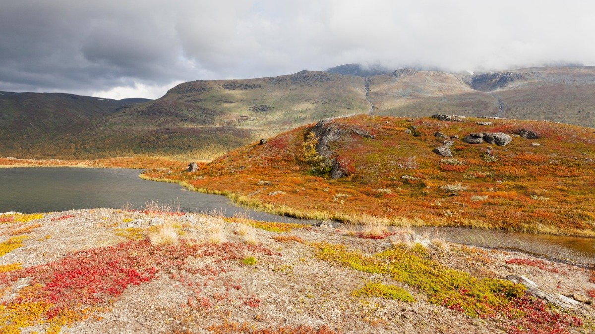 fjallsjö, Sarek, grönska