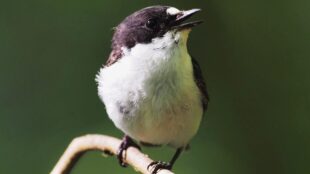 fågel på kvist, grön bakgrund