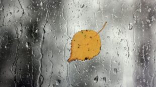 Ett gult löv utanpå en regnig fönsterruta