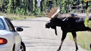 Älg springer ut framför bil.