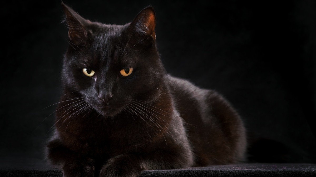 Svart katt med gula ögon mot svart bakgrund.