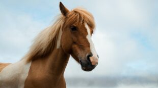 Huvud och hals på brun-vit häst, utomhus