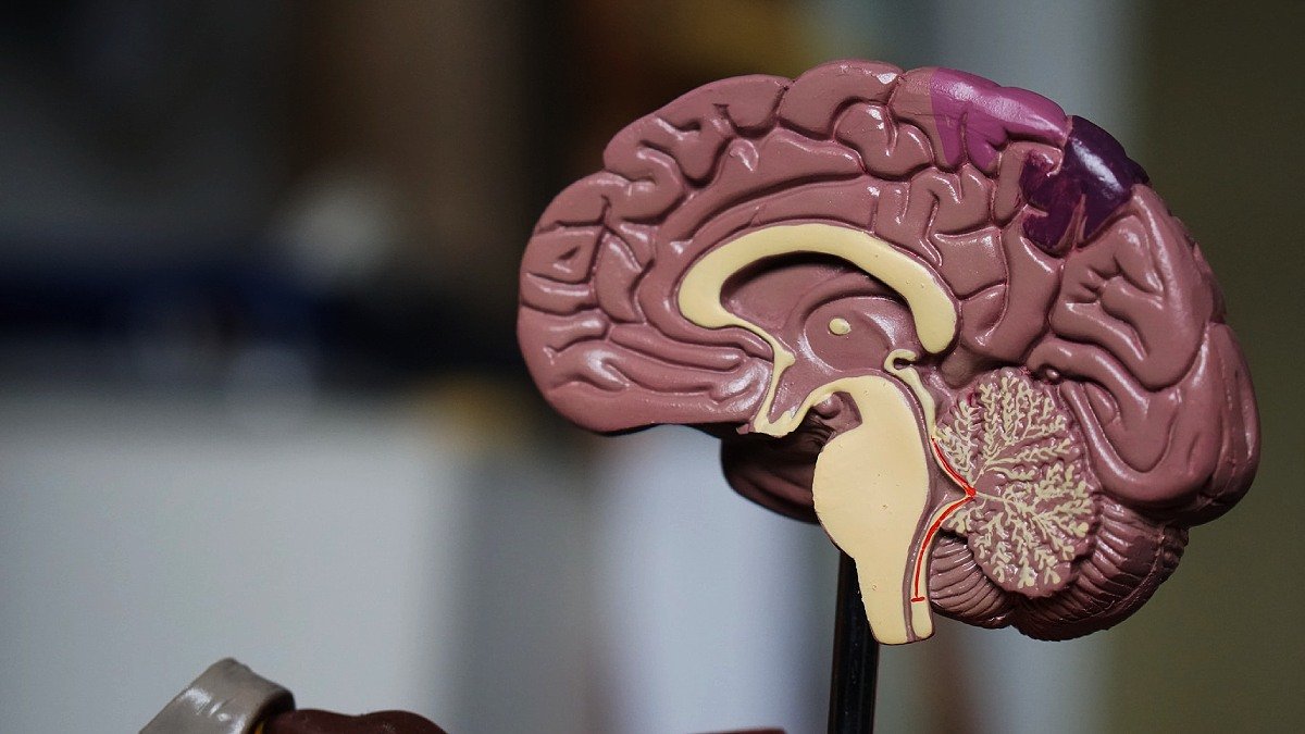 Plastmodell av en mänsklig hjärna, stående på en pinne i inomhusmiljö.