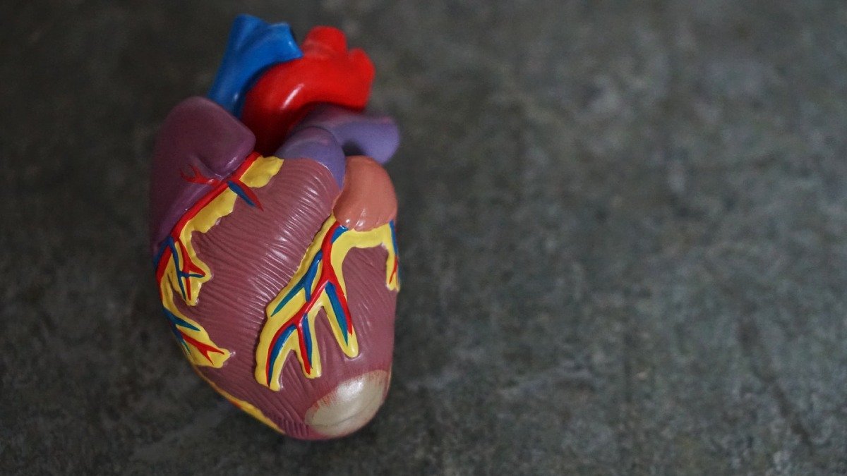 Modell av ett hjärta, mot grå bakgrund