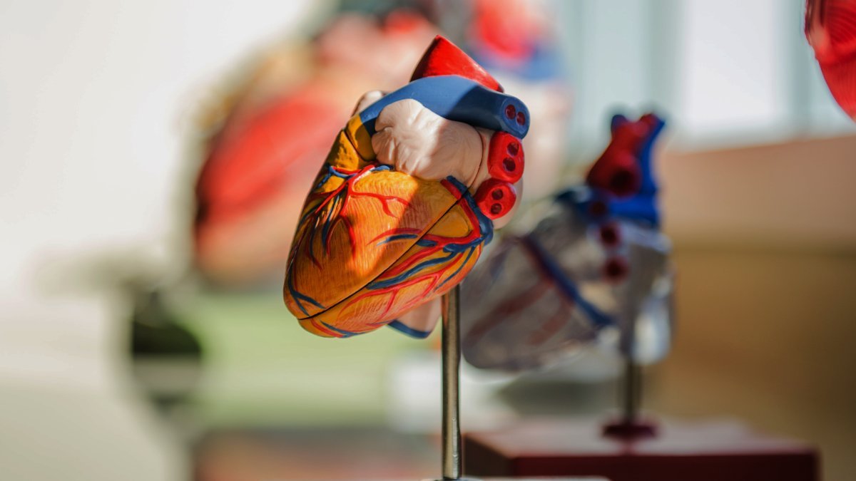 En plastmodell av ett hjärta, i närbild.