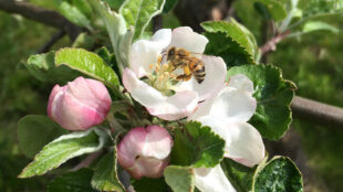 Honungsbi på en äppelblomsknopp
