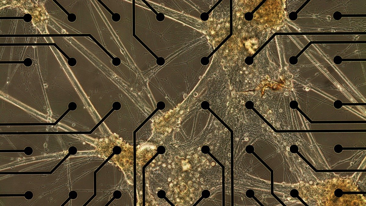 Mikroskopbild på celler