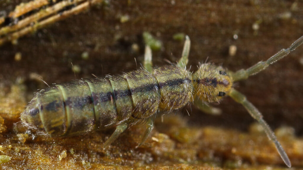 Isotoma riparia. Foto: Jan van Duinen