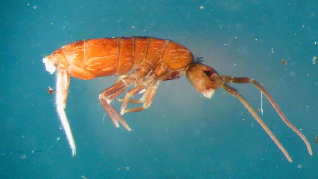 Pogonognathellus flavescens – notera hoppgaffeln baktill. Foto: Arne Fjellberg