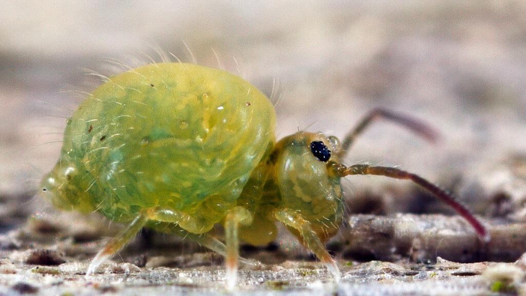 Sminthurus viridis. Foto: Jan van Duinen