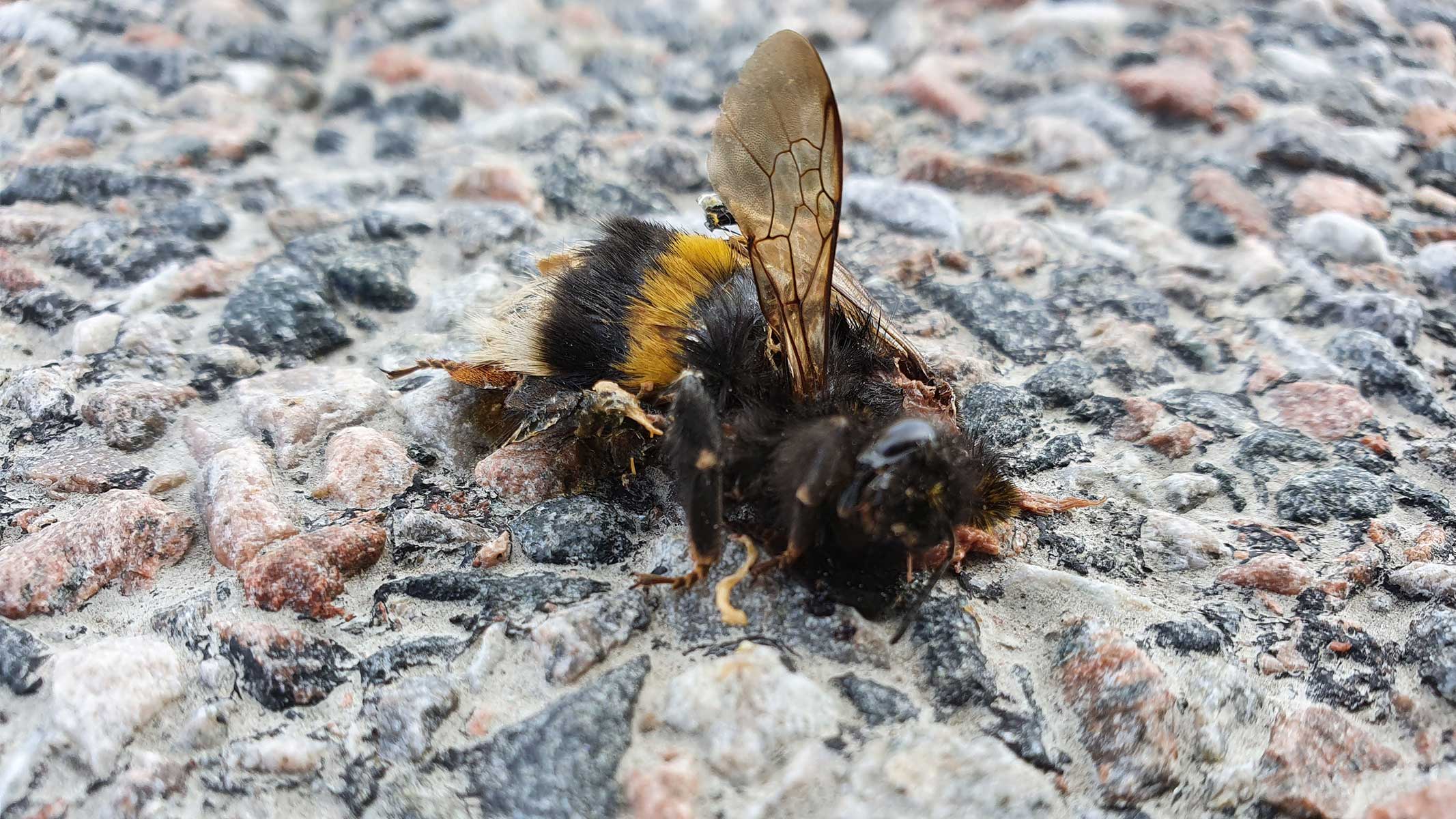 Påkörd humledrottning som ligger på asfalten.