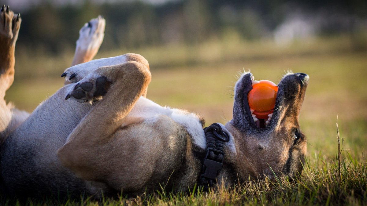 Stor hund ligger på rygg i gräset, med en boll i munnen.