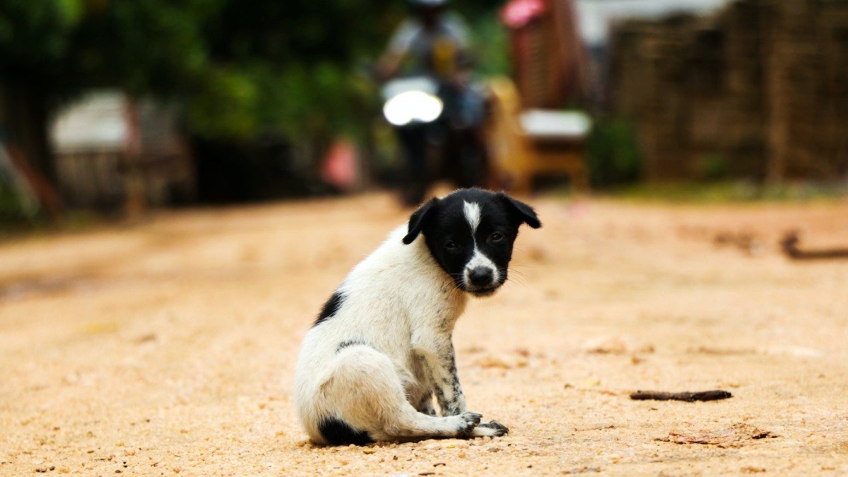 Liten svart-vit hund, kanske med rabies, sitter på dammig väg.
