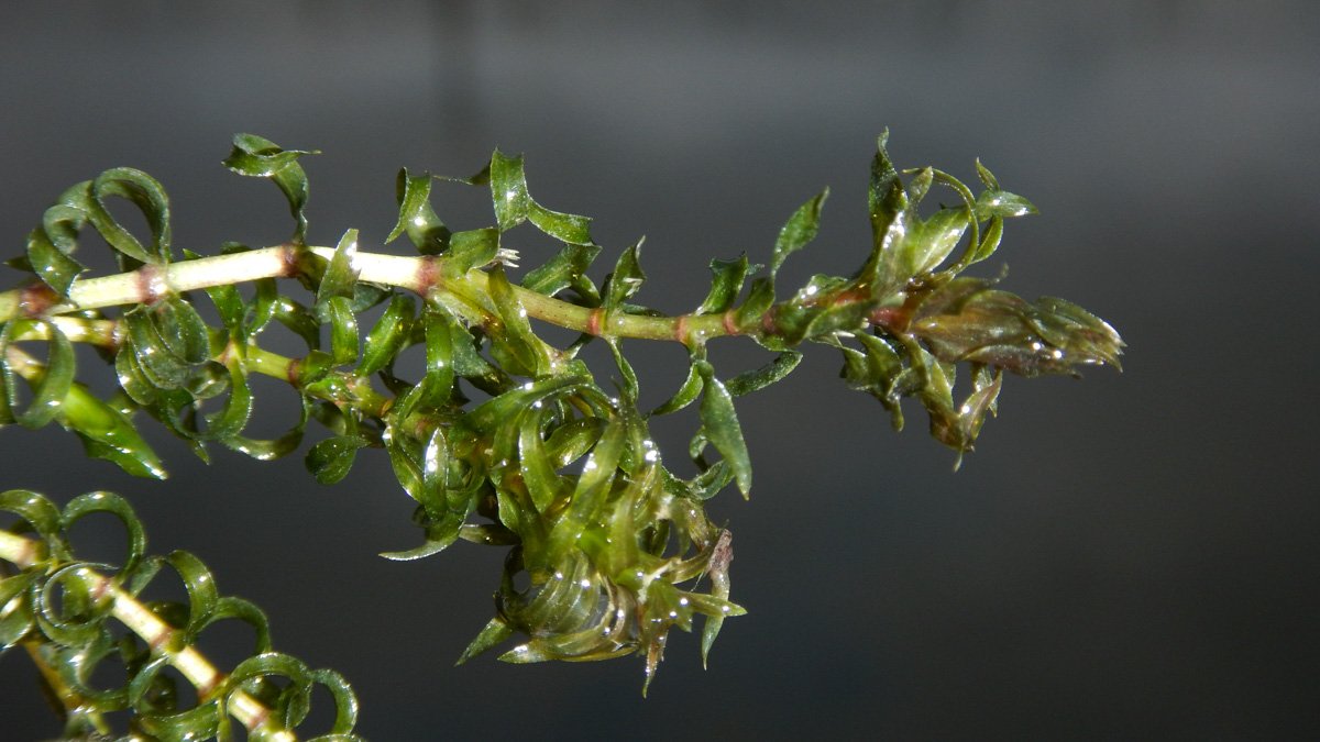 En smal slingrande vattenväxt med många små blad.
