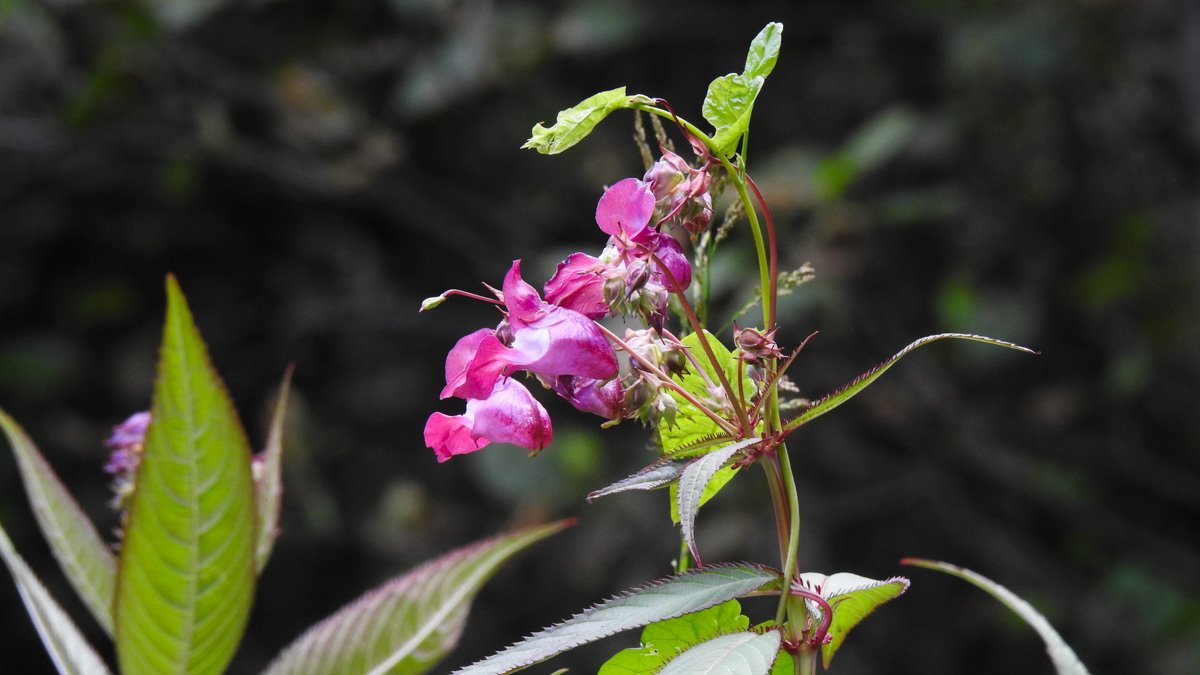 Rosa bägarformade blommor på Jättebalsamin