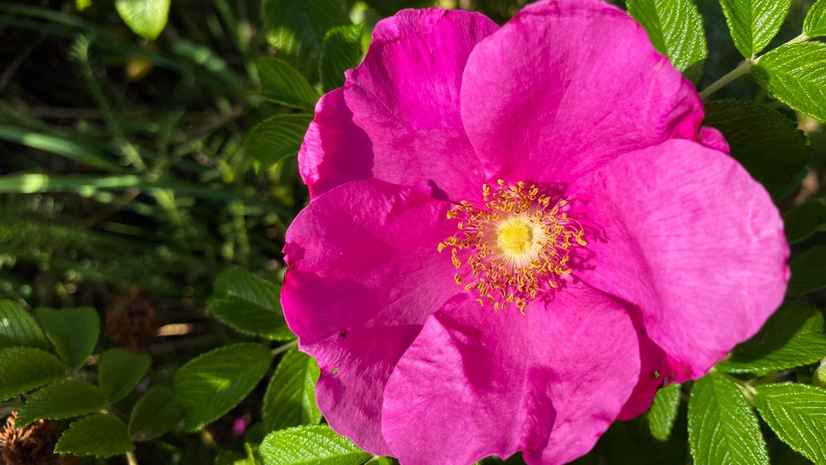 Enkel rosa rosenblomma av sorten Vresros