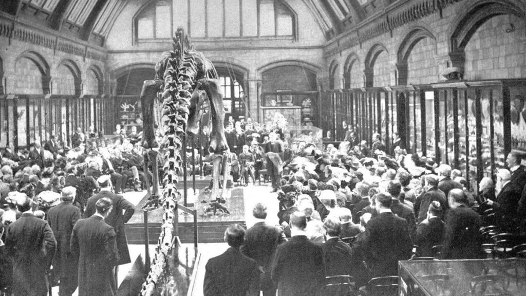 Svartvitt foto av invigningsceremonin för dinosaurieskelettet Dippy.