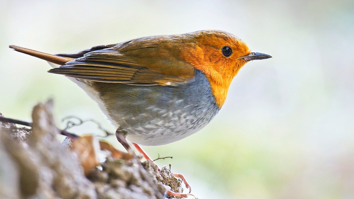 fågel med orange bröst och grå kropp sitter och tittar mot höger