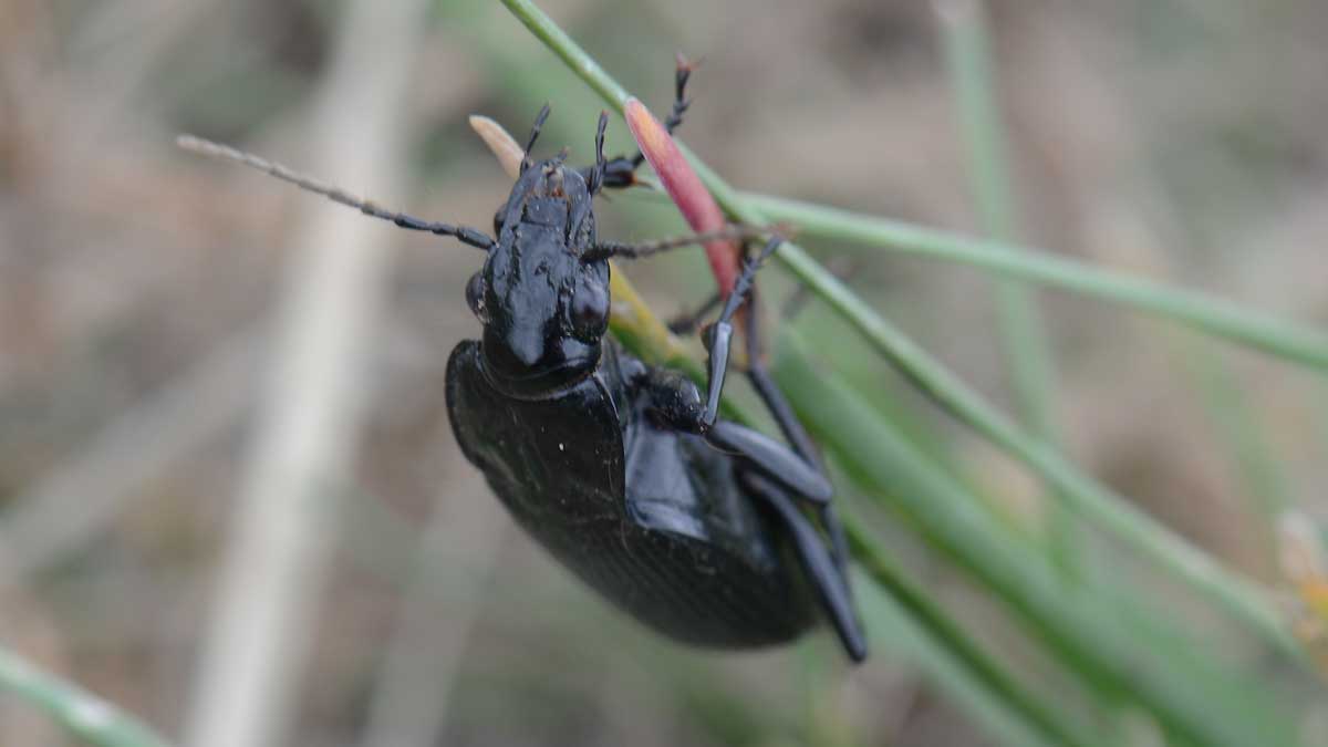 Åkersvartlöpare (Pterostichus melanarius) – en jordlöpare med bladlöss i dieten. Foto: Mattias Jonsson