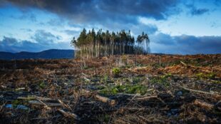 avverkad skog, en kvarlämnad dunge på avstånd