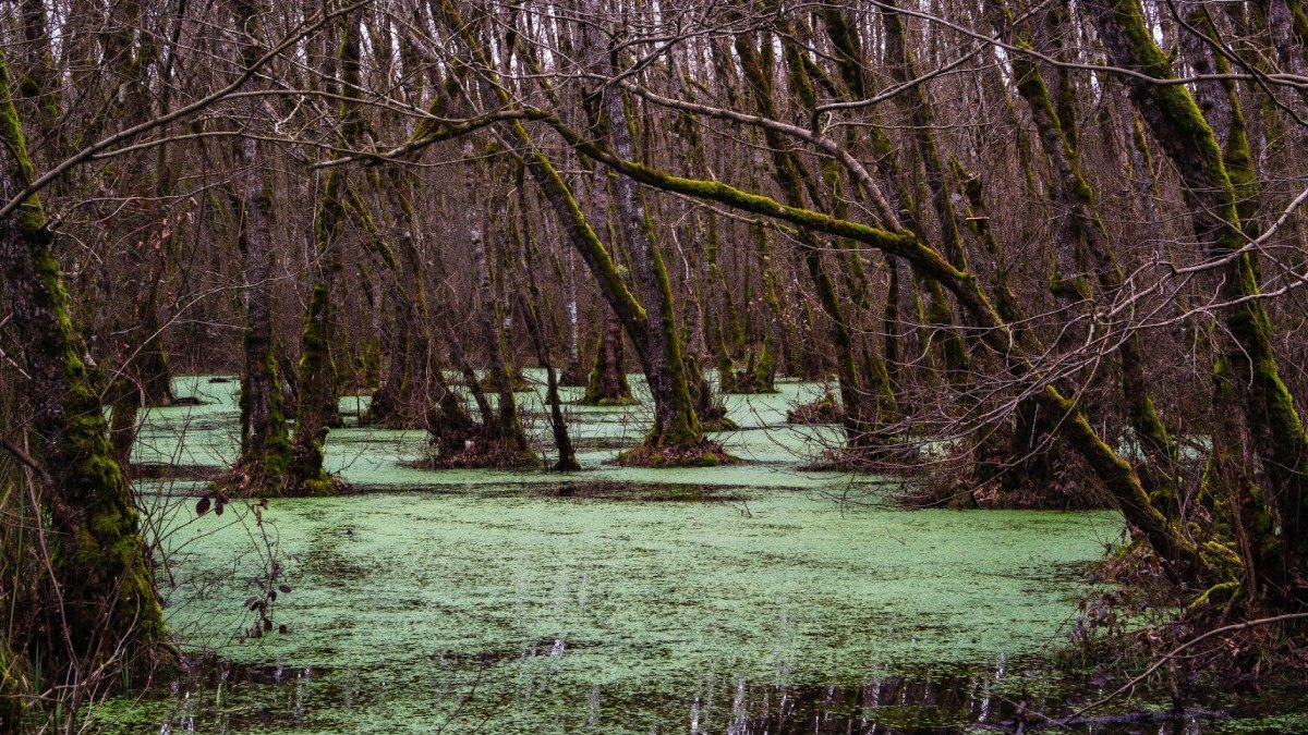 Bild av ett kärr med grön yta på vattnet, träd i bakgrunden