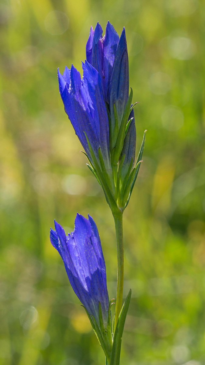 Blåblommande klockgentiana på en äng.