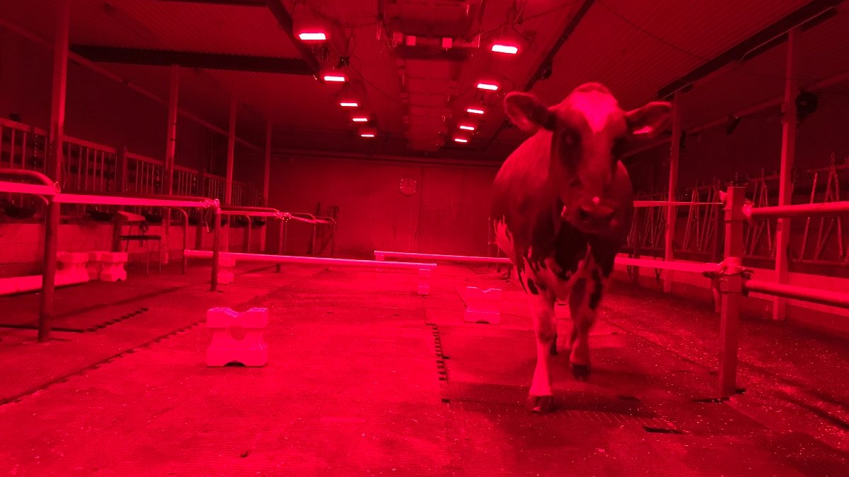 Ko går i ladugård, bredvid hinder, i helt rött ljus.