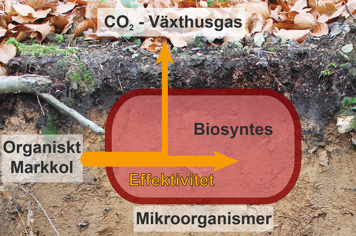 Kolflöden i skogsmark. Illustration: Tobias Bölscher