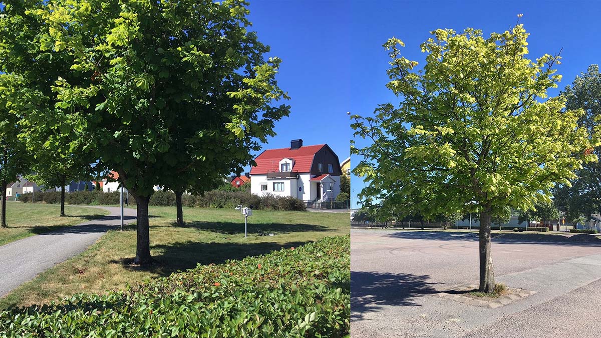 Bildkollage där en kastanj med gräs runt är fylligare och större jämfört med en kastanj i asfaltmiljö.