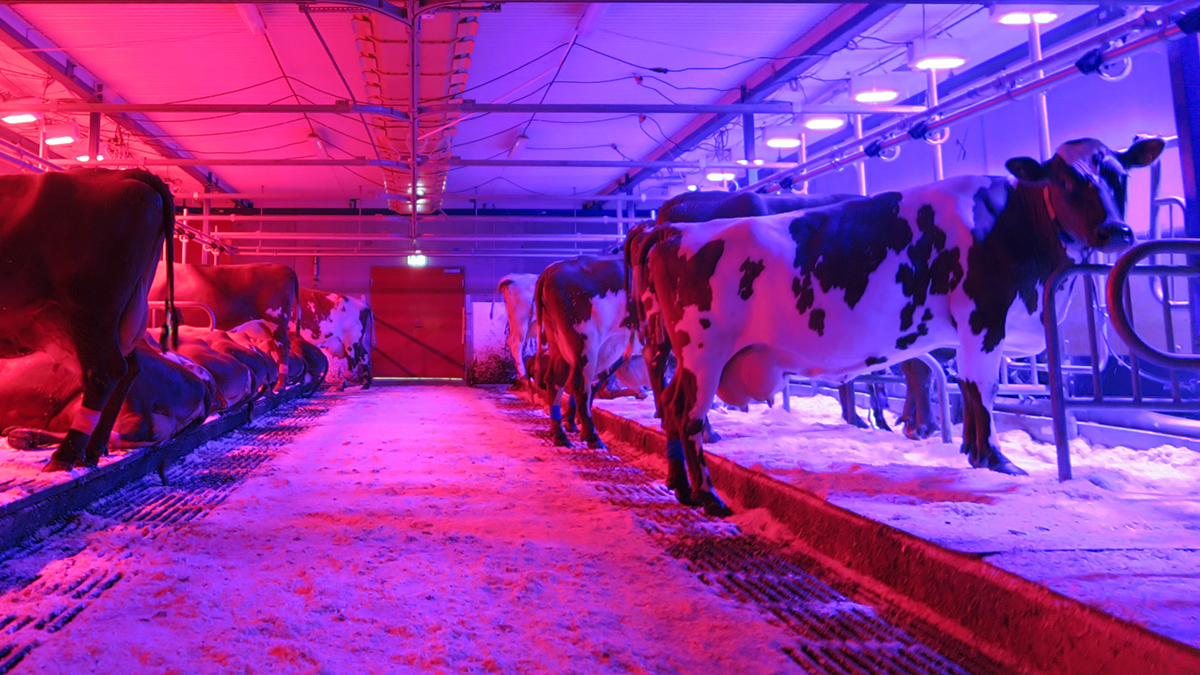 Kor i en ladugård med rött och blått led-ljus.